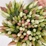 200 tulips bouquet - perfect for parties, weddings, proposals, anniversary.