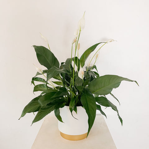 peace lily in white and gold pot