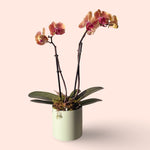 mini orchid with pot and moss