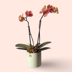 Assorted Mini Phalaenopsis orchid double stem with Ceramic pot&nbsp;