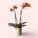 Assorted Mini Phalaenopsis orchid double stem with Ceramic pot