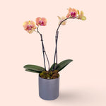 Assorted Mini Phalaenopsis orchid double stem with Ceramic pot