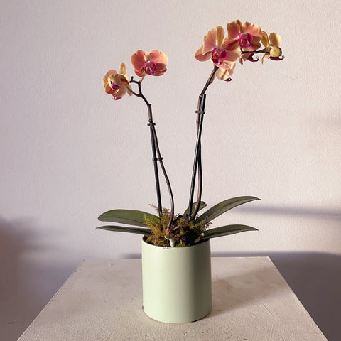 Mini double stem orchid with sage ceramic pot covered with moss 