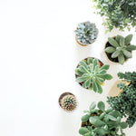 plants subscription containing pot plants, house plants, succulents, cactus. 