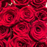 close up of red roses 
